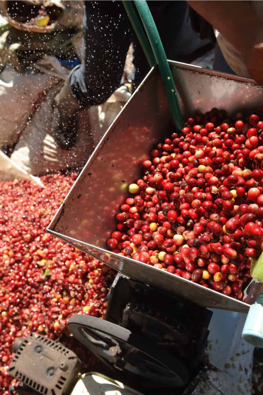 Arabica Vs. Colombian Vs. Robusta Coffee Beans Processing Method
