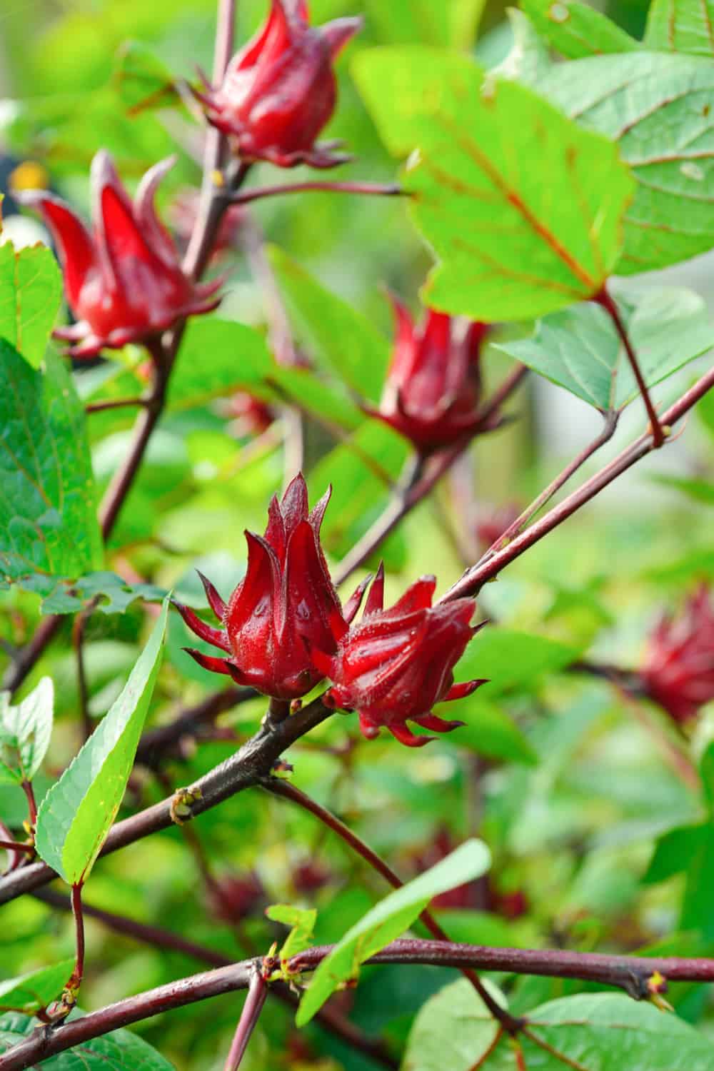 Roselle (Hibiscus Sabdariffa)