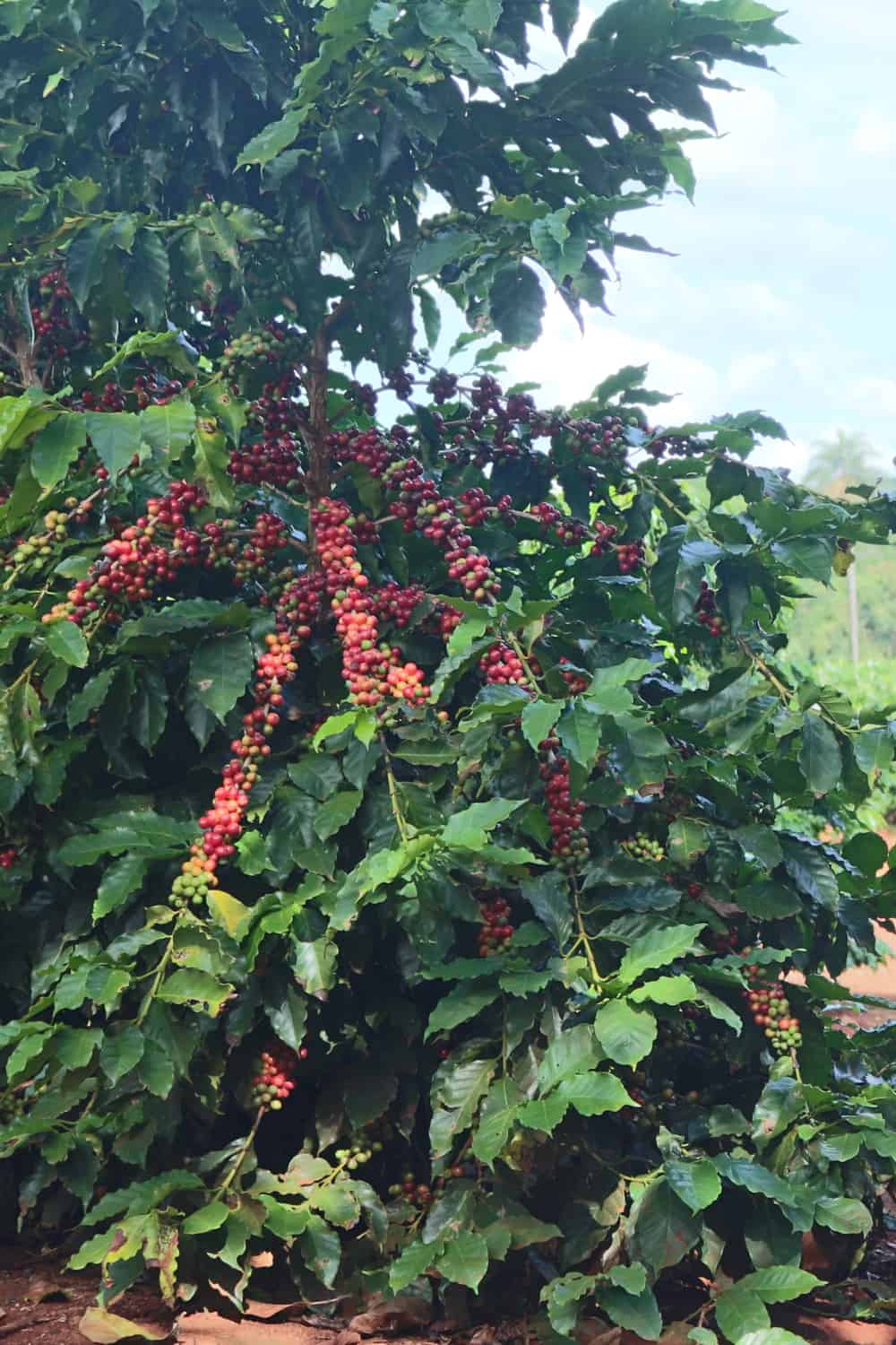 Growing conventional coffee