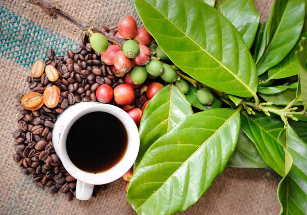 Organic Coffee vs. Conventional Coffee What’s the Difference