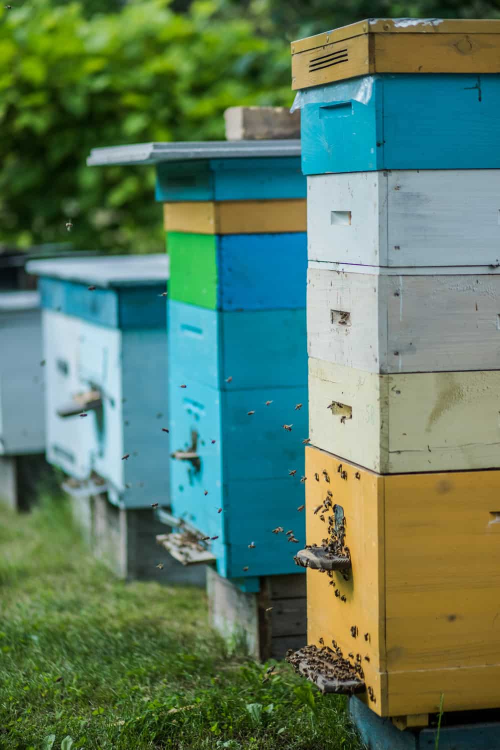 19 Homemade Beehive Plans You Can DIY Easily