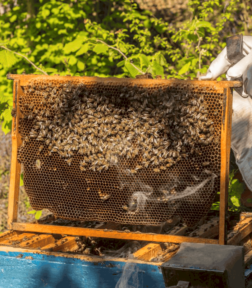 A Sting-Free Guide to Becoming a DIY Beekeeper