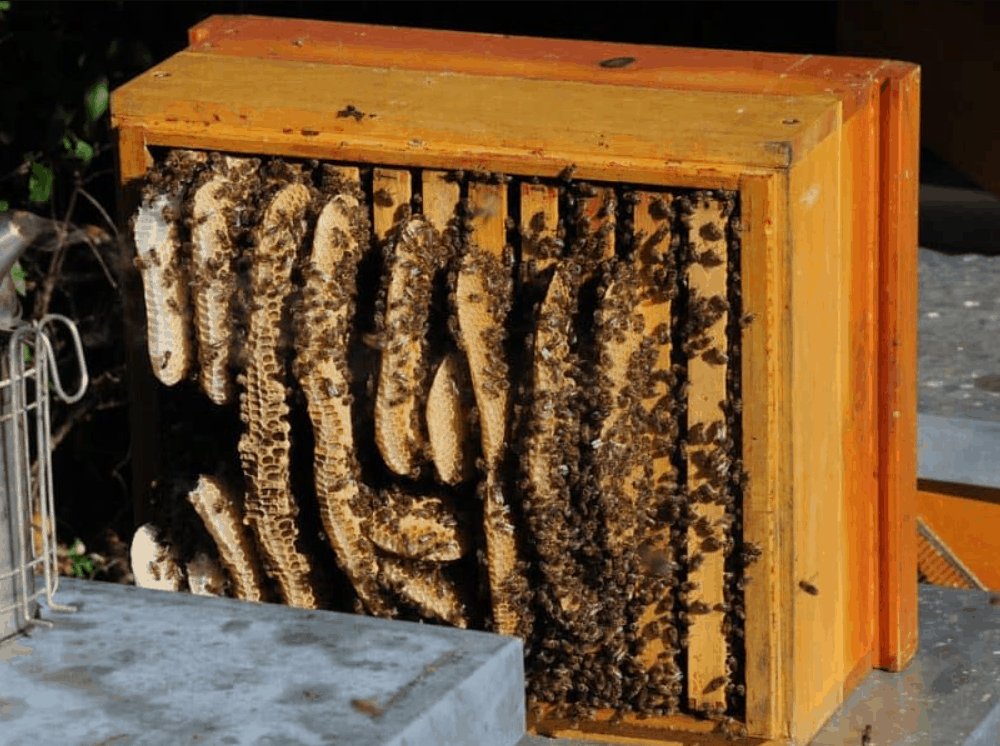 How to Build a Beehive of Your Own