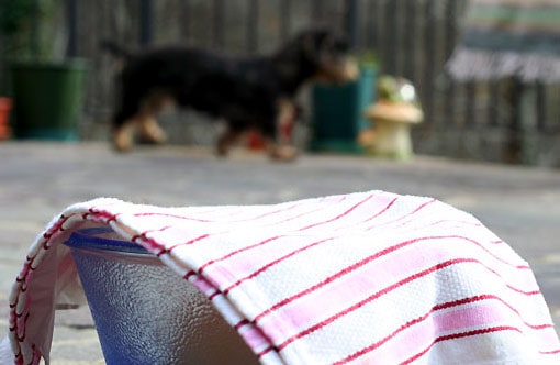 DIY Refrigerator with the Sun and a Wet Towel