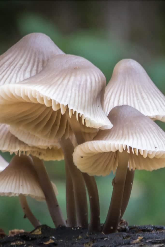 Do Mushrooms Go Bad? How Long Does It Last?