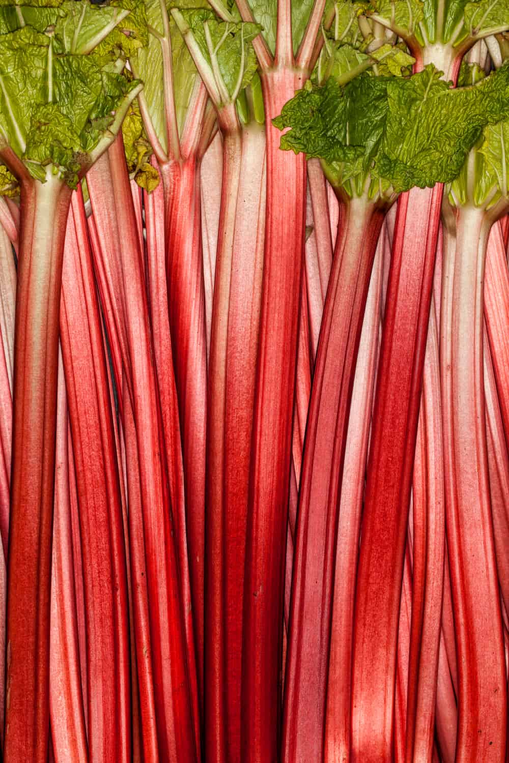 Does Rhubarb Go Bad How long does It Last