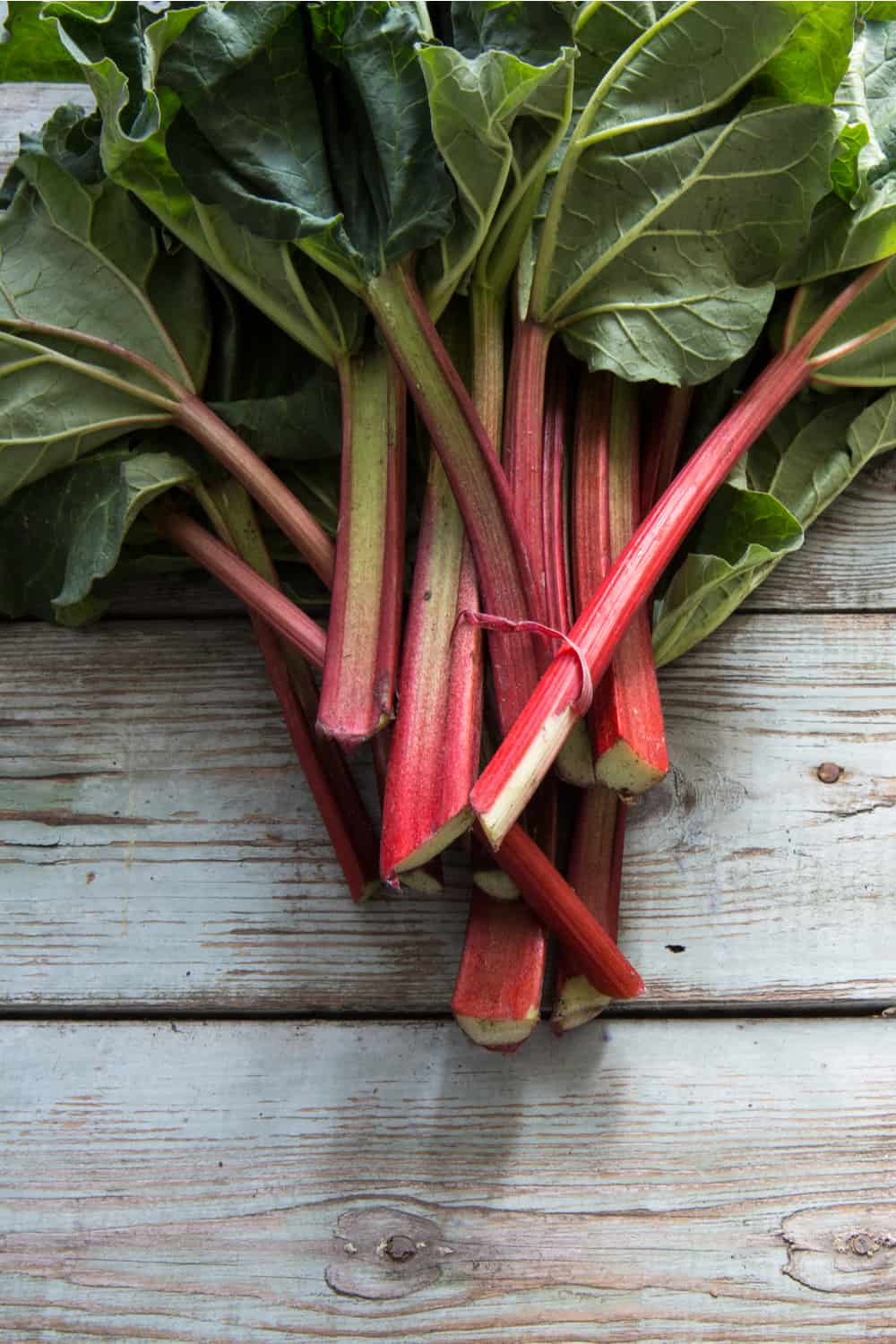 Does Rhubarb Go Bad