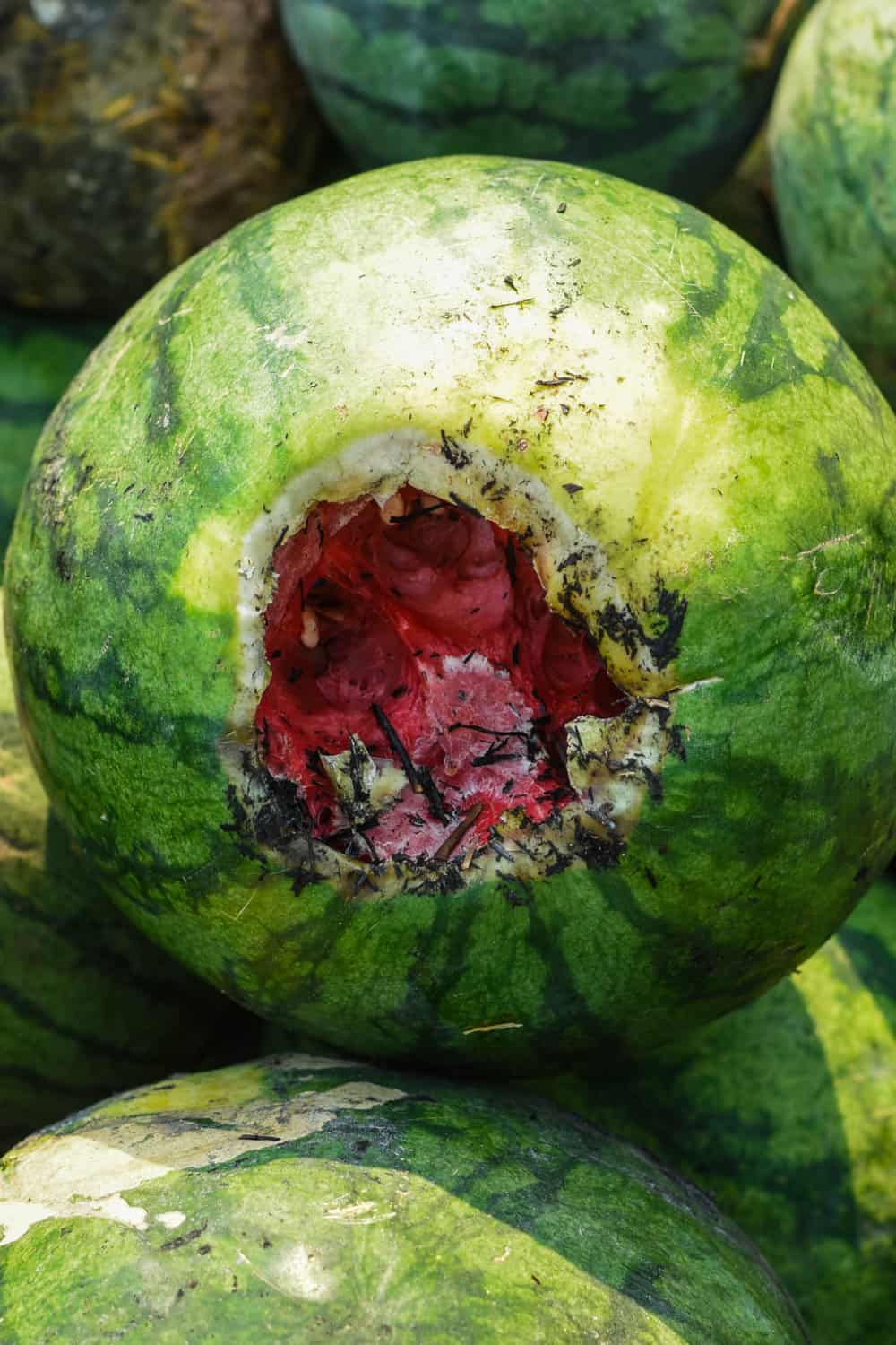 Does Watermelon Go Bad