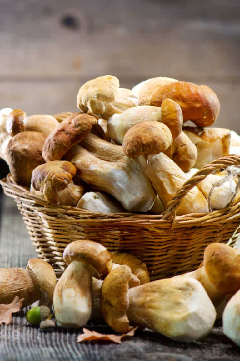Do Mushrooms Go Bad? How Long Does It Last?
