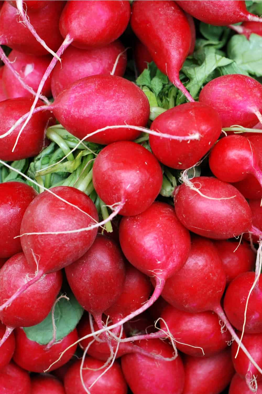 How long do radishes last