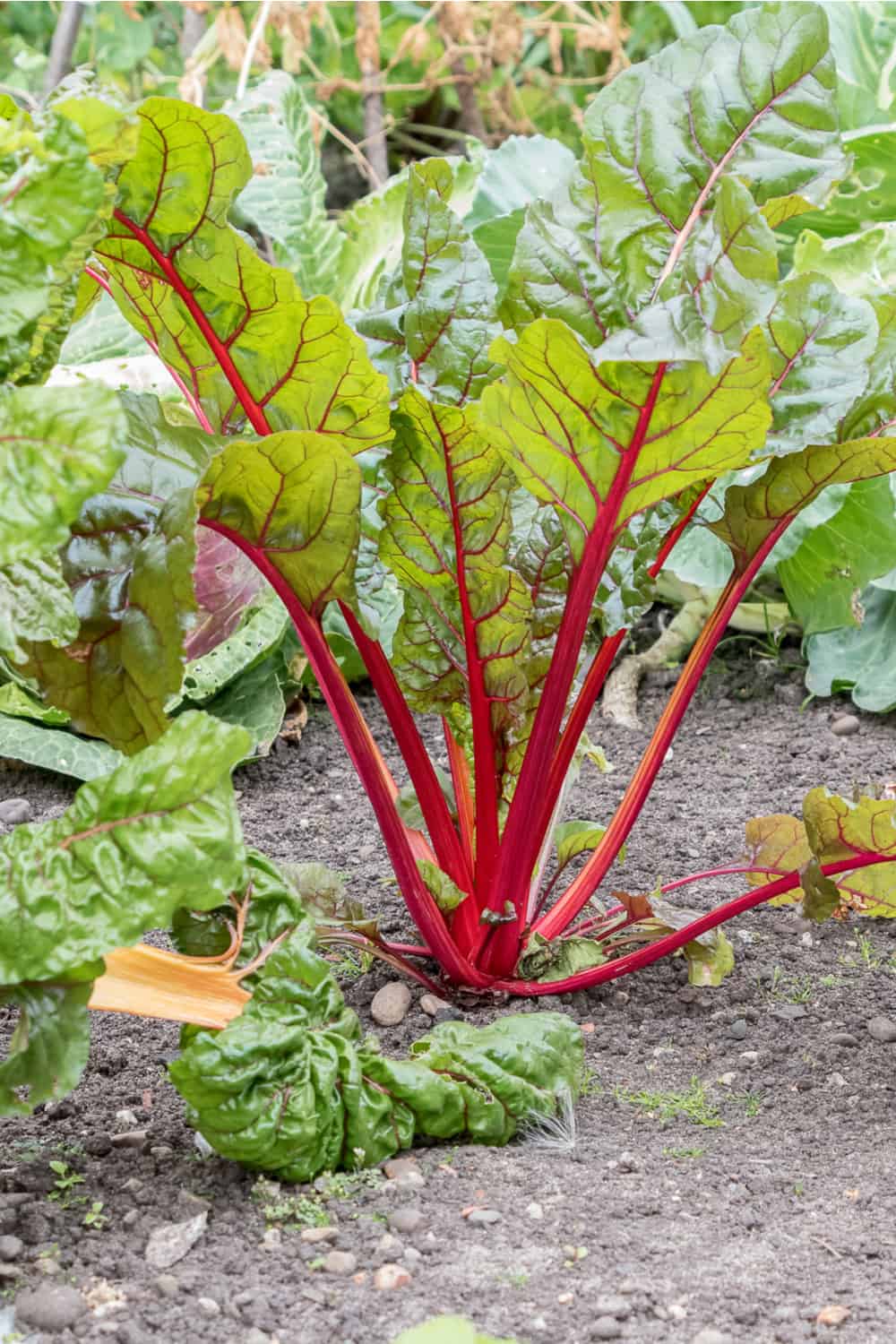 How long does Rhubarb Last