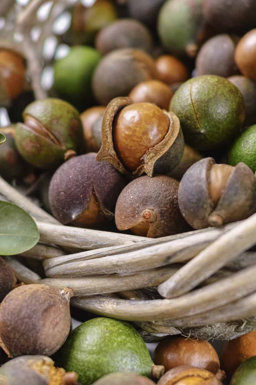 How to Tell If Macadamia Nuts Have Gone Bad