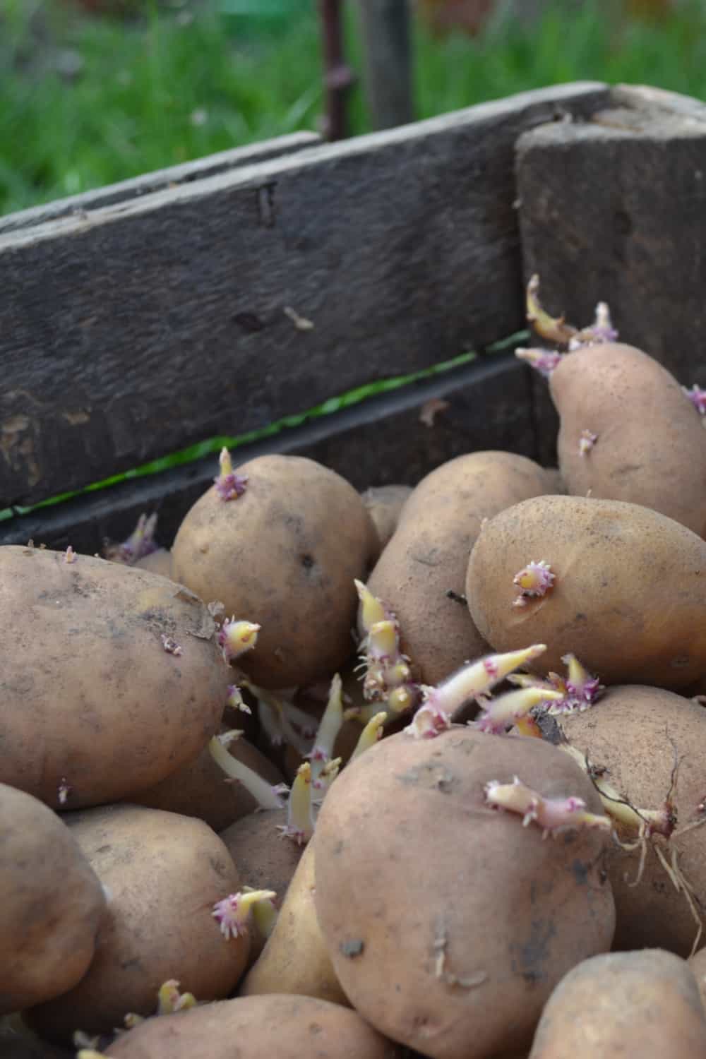 The Risk of Consuming Expired Potatoes