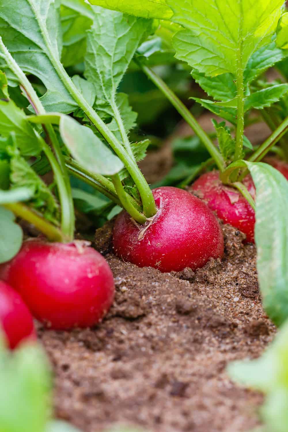 The risk of consuming an expired radish