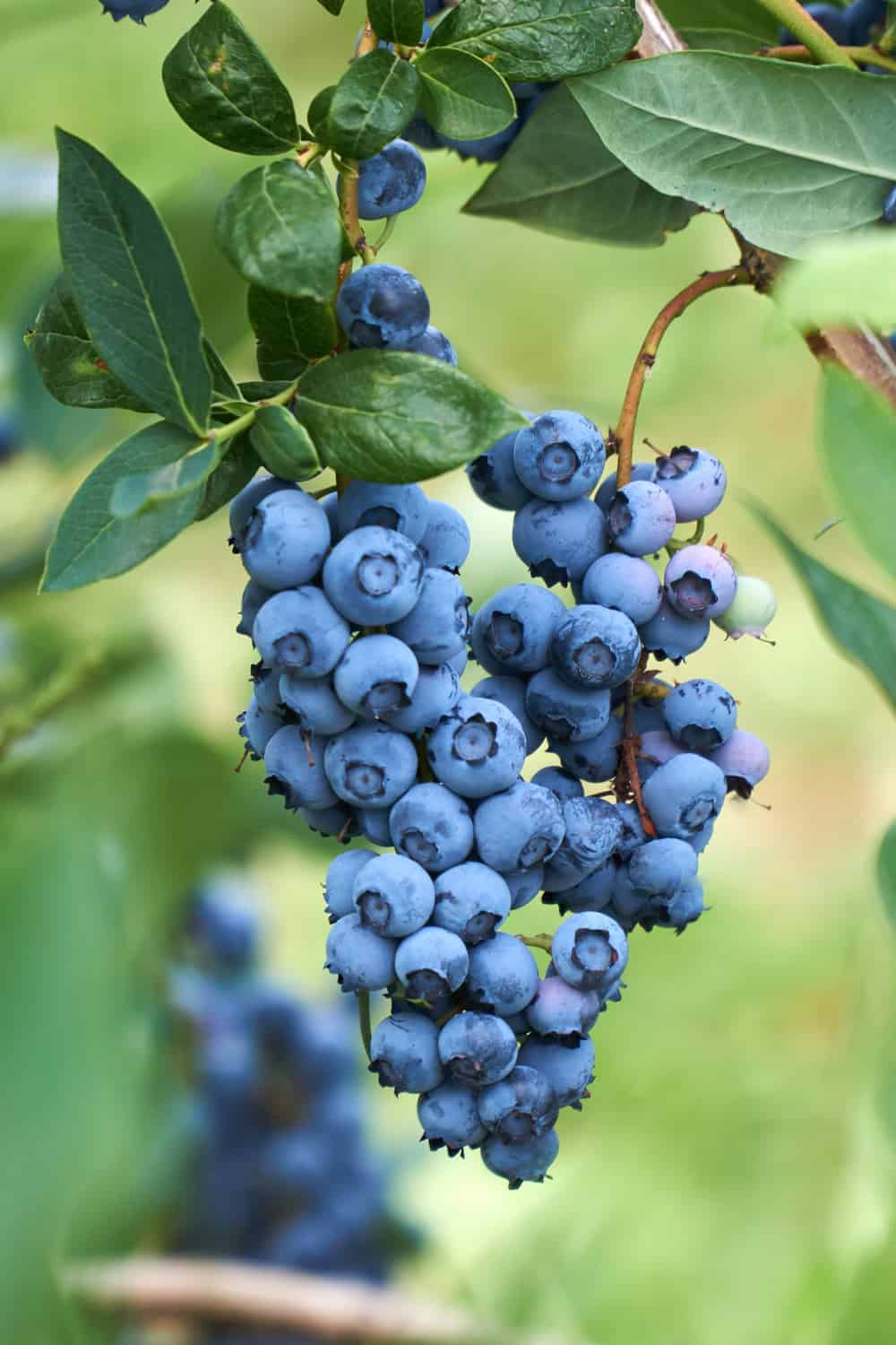 How long do blueberries last