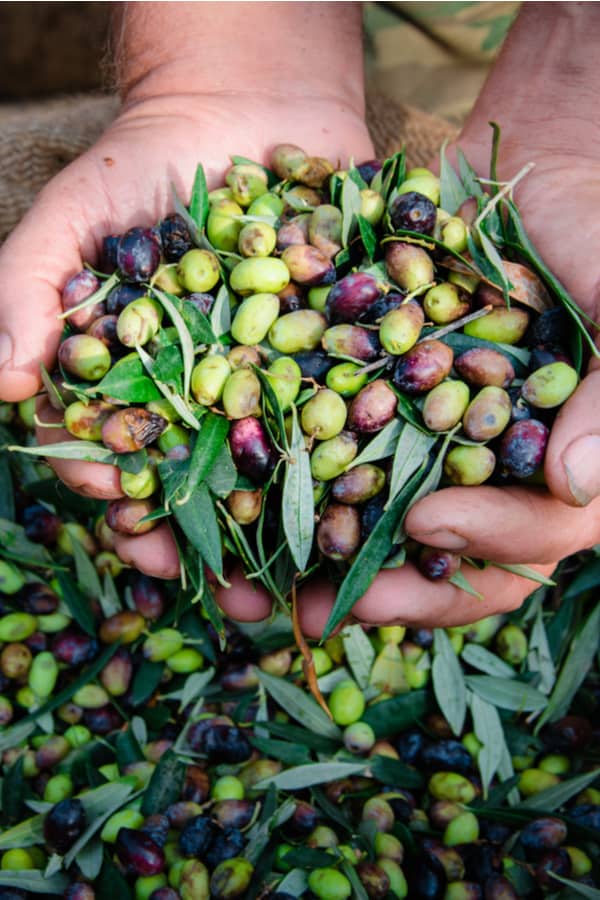 Do Olives Go Bad How Long Does It Last do-olives-go-bad-how-long-does-it-last