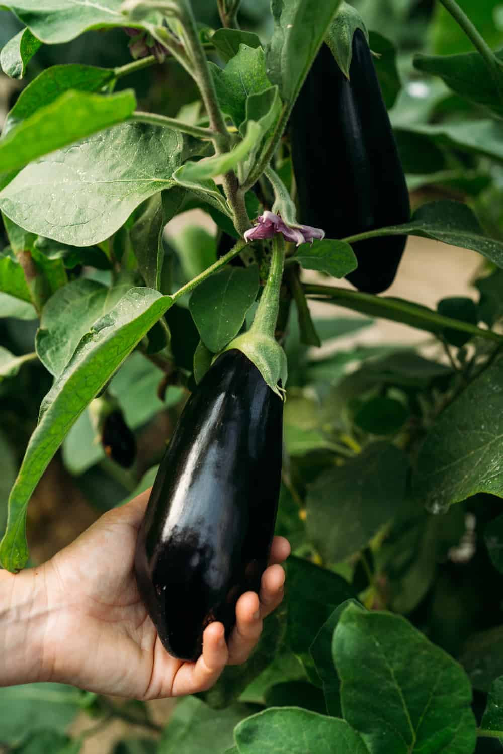 How Long Does Eggplant Last? (Tips to Store for Long Time)