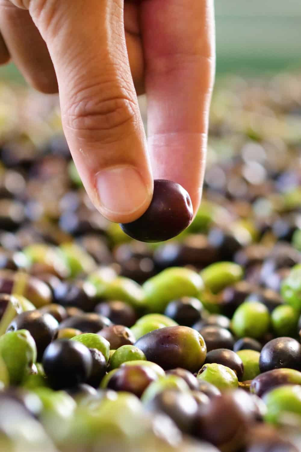 Tips to tell if olives have gone bad