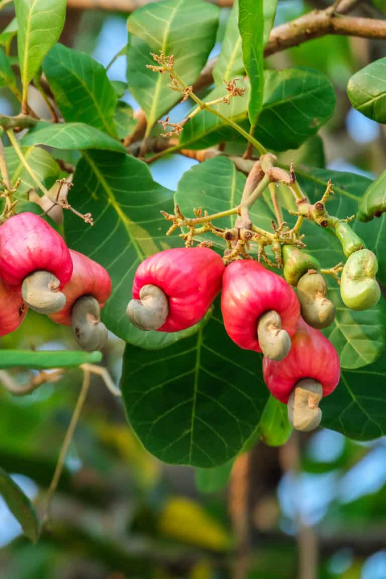 Do Cashews Go Bad？How Long Does It Last?