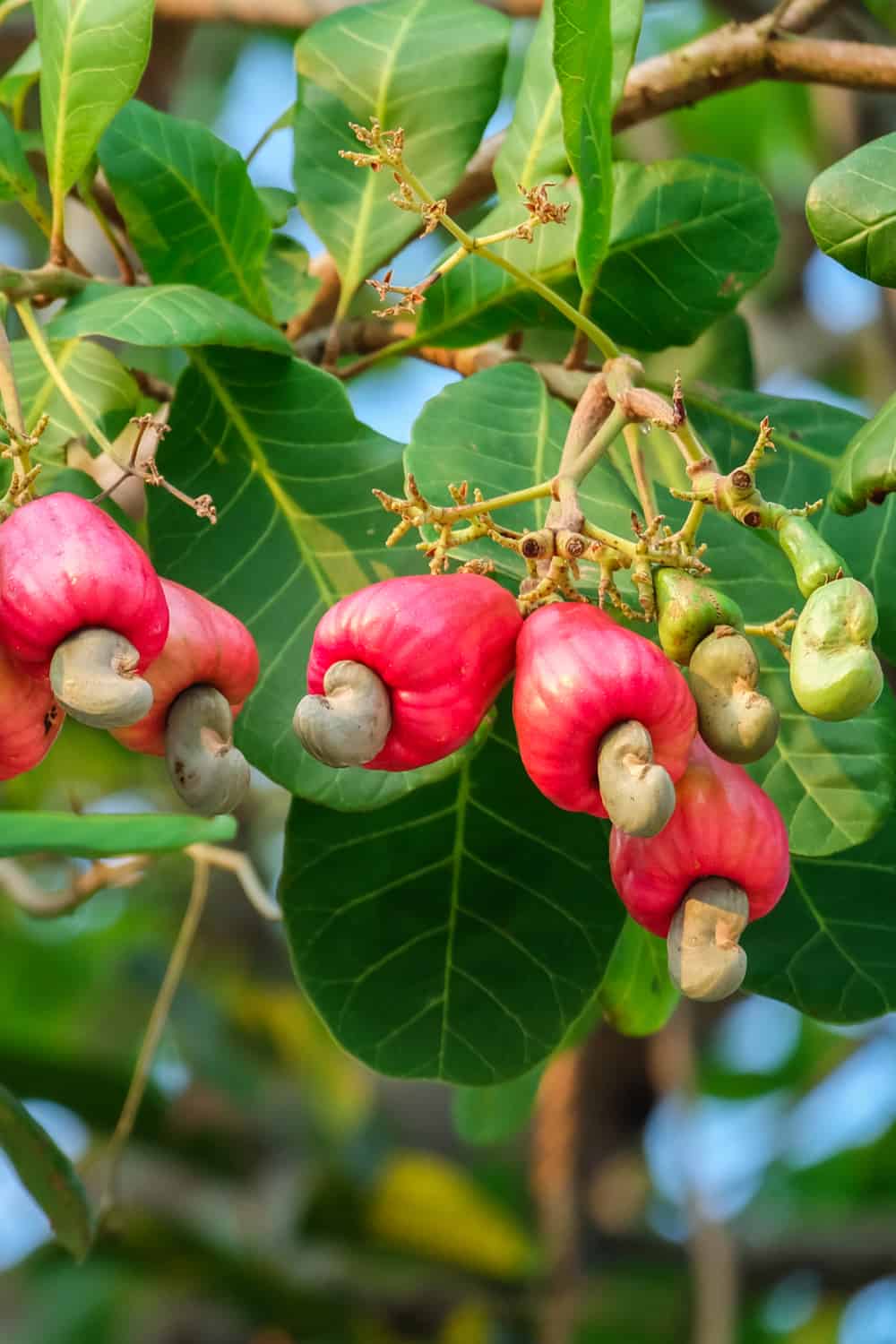 Do Cashews Go Bad