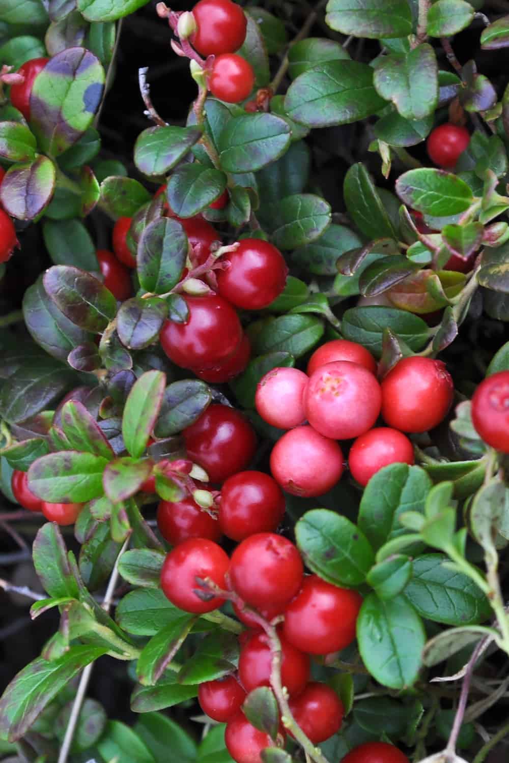 How Long Do Cranberries Last