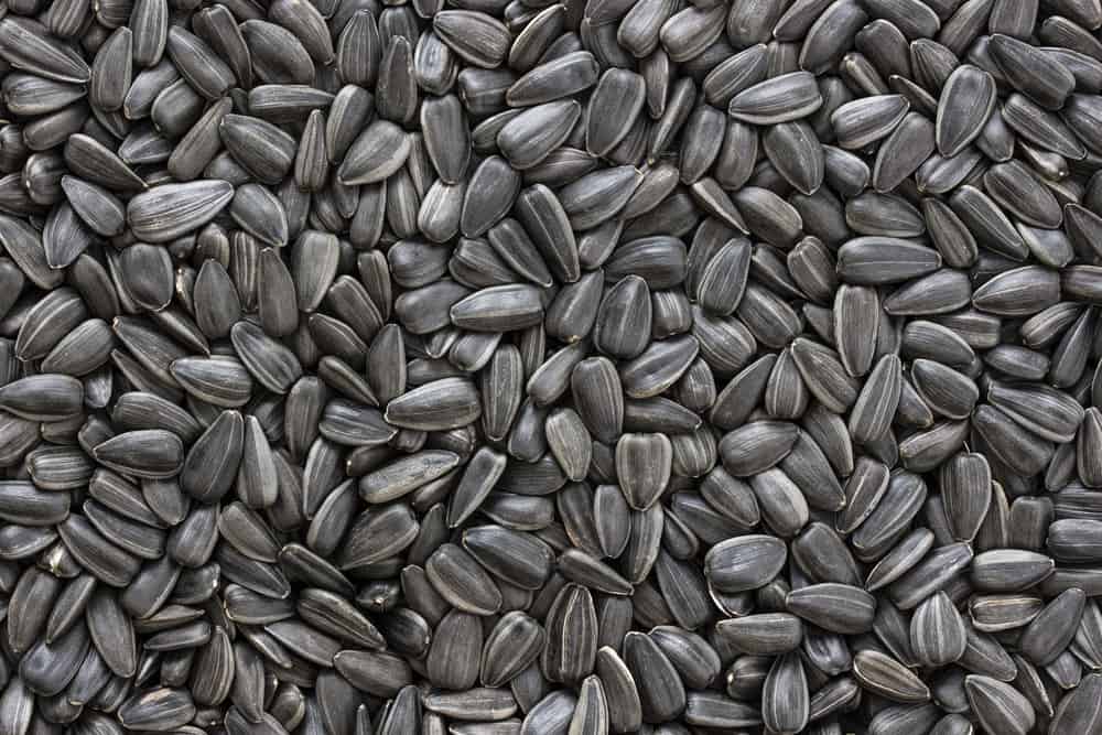 How Long Do Sunflower Seeds Last? (Tips to Store for Long Time)