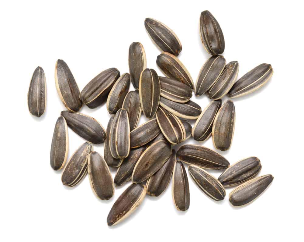 Tell if Sunflower Seeds Have Gone Bad