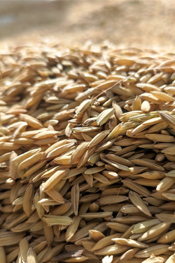 How Long Does Brown Rice Last? (Tips to Store for Long Time)