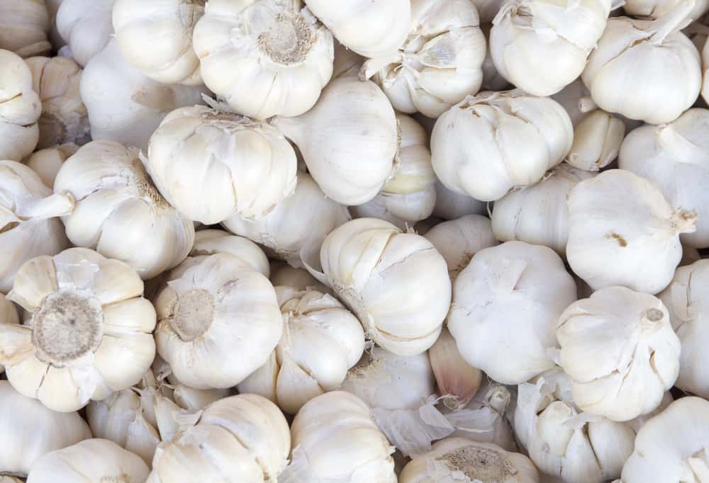 Does Garlic Go Bad