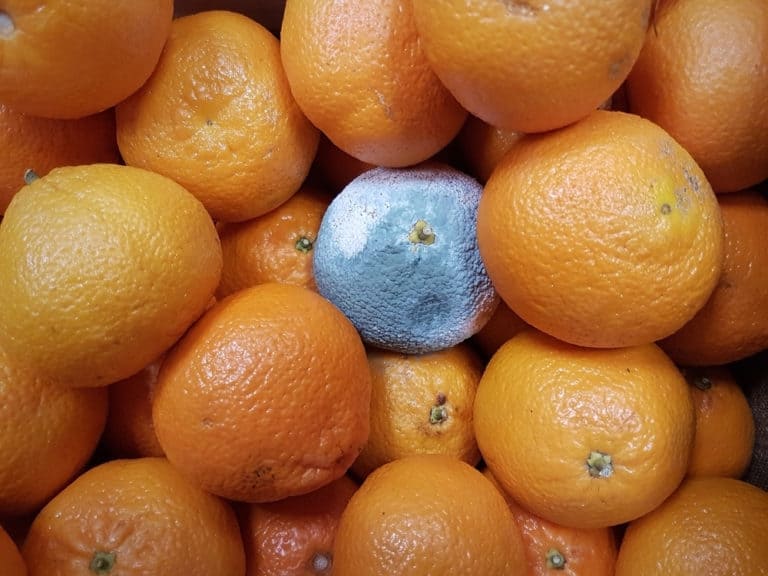 Do Oranges Go Bad? How Long Does It Last?