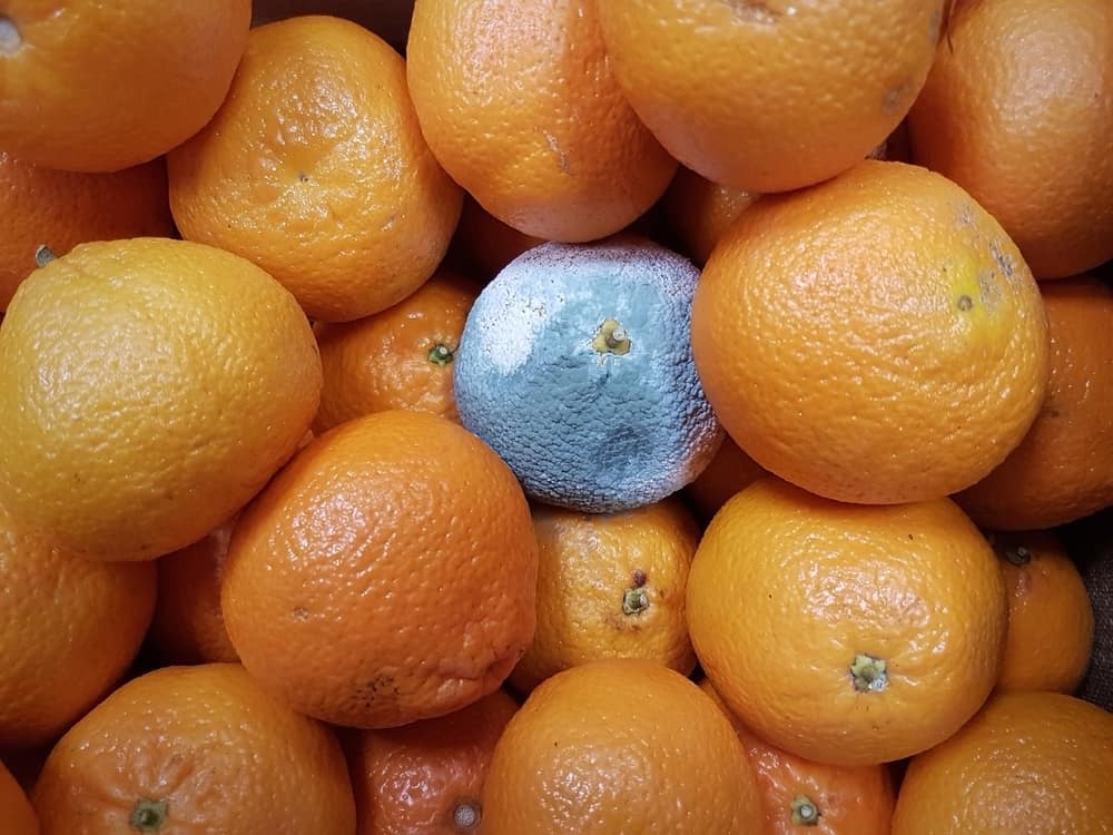 Tell if Oranges Have Gone Bad