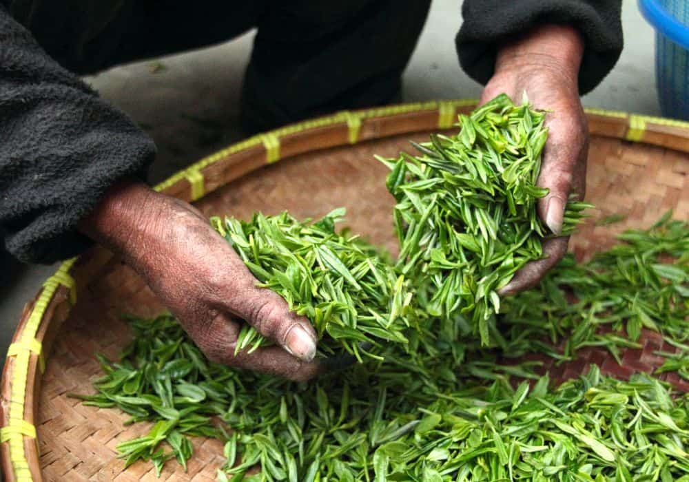 The Many Health Benefits of Green Tea